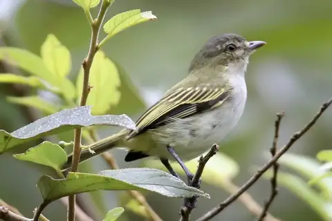 Mistletoe Tyrannulet
