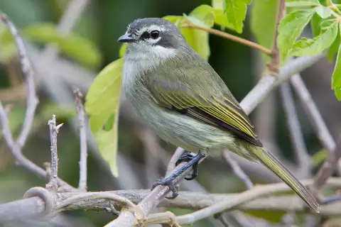 Venezuelan Tyrannulet