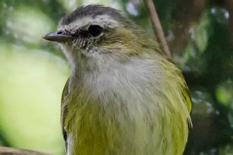 Guatemalan Tyrannulet