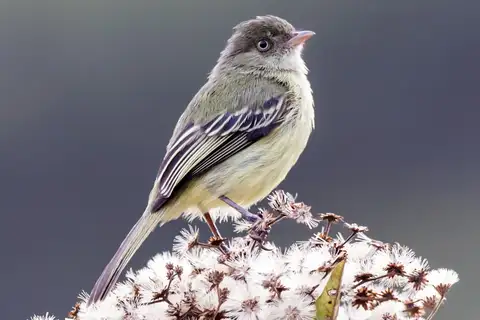 Mishana Tyrannulet