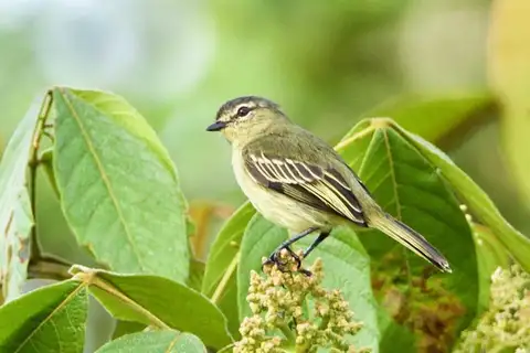 Peruvian Tyrannulet