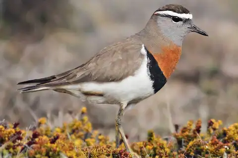 Rufous-chested Dotterel