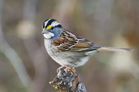 White-throated Sparrow