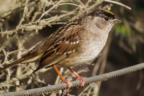 Golden-crowned Sparrow