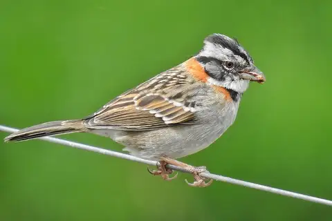 Rufous-collared Sparrow