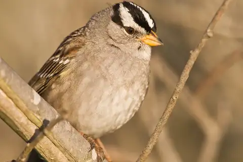 White-crowned Sparrow