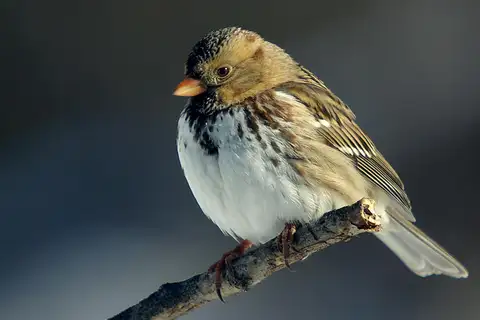 Harris's Sparrow