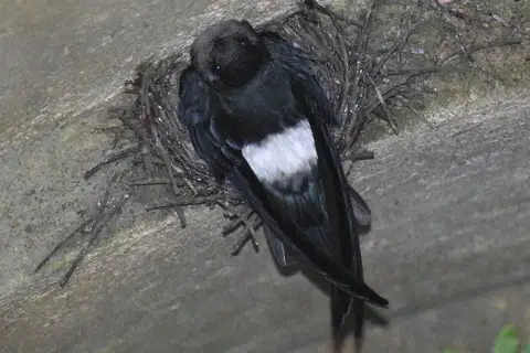 White-rumped Spinetail
