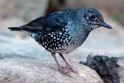 Sunda Thrush