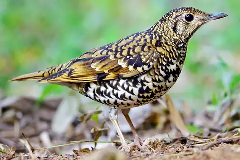 Scaly Thrush