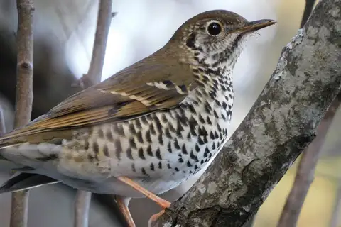 Long-tailed Thrush