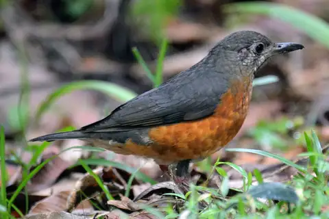 Everett's Thrush