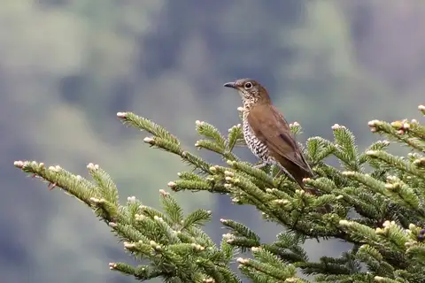 Sichuan Thrush