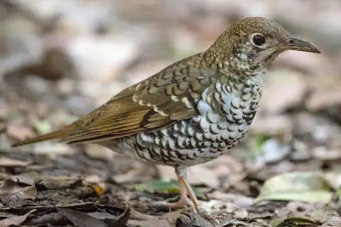 Russet-tailed Thrush