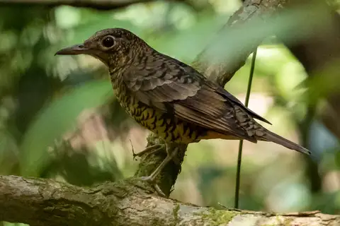 Sri Lanka Thrush