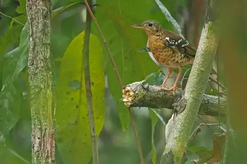 Fawn-breasted Thrush