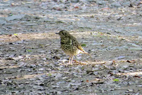 Amami Thrush