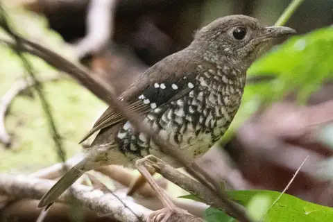 Makira Thrush