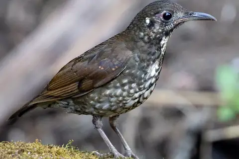 Dark-sided Thrush