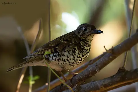 Nilgiri Thrush