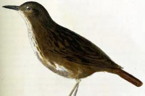 Bonin Thrush
