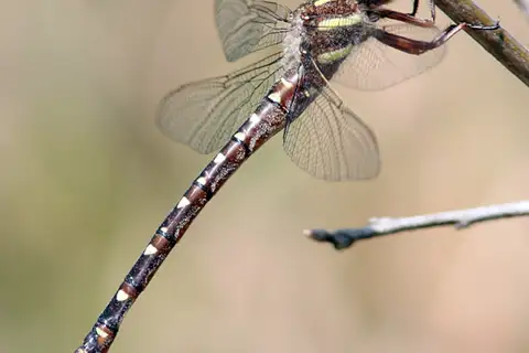 Twin-spotted Spiketail