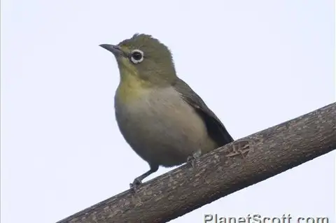 Abyssinian White-eye