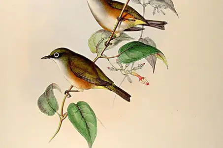 White-chested White-eye