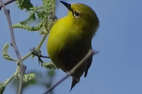 Southern Yellow White-eye