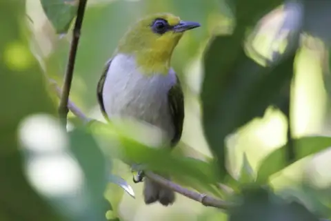 Black-ringed White-eye