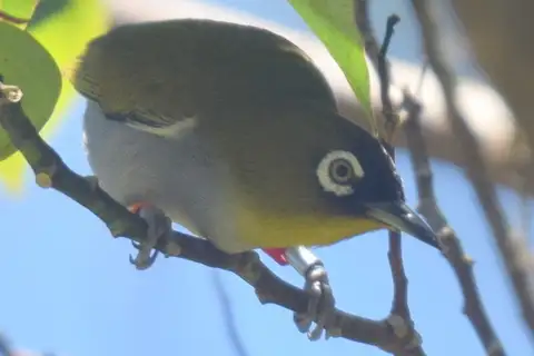 Black-capped White-eye