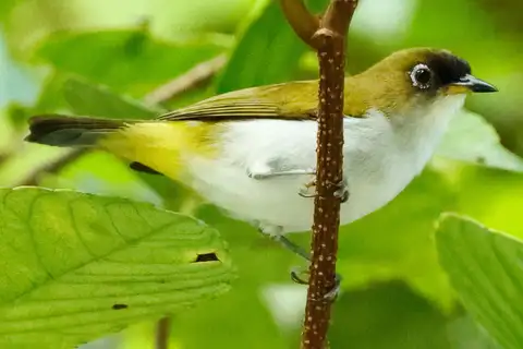 Cream-throated White-eye