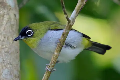 Black-crowned White-eye