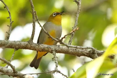 Hume's White-eye
