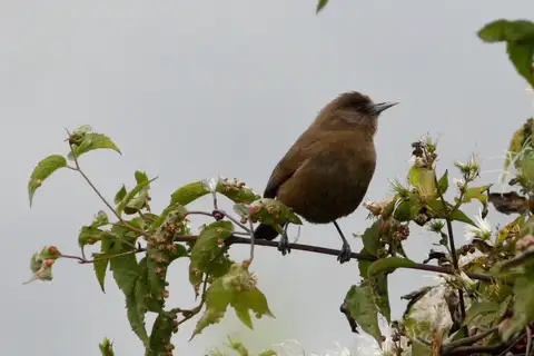 Fernando Po Speirops