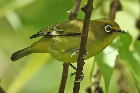 Buru White-eye