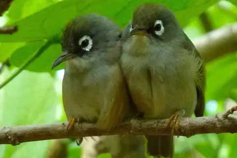 Mauritius Olive White-eye