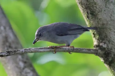 Kosrae White-eye