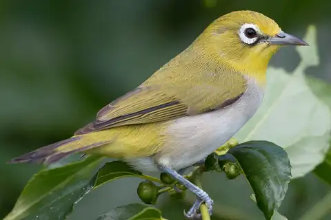 Ashy-bellied White-eye