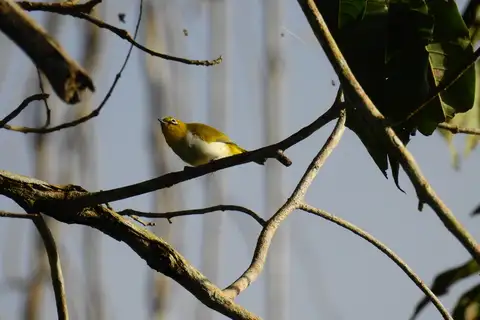 Pale-bellied White-eye