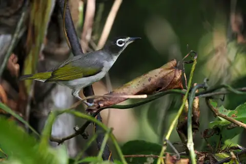 Morotai White-eye