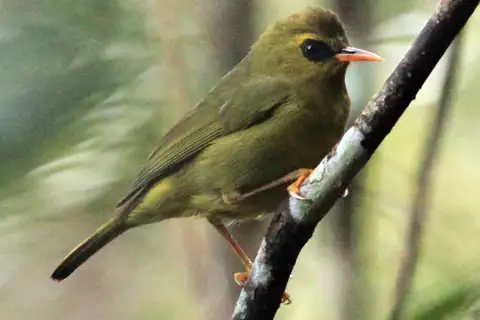 Mountain Blackeye