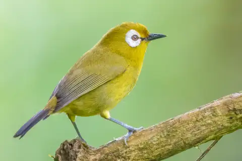 Broad-ringed White-eye
