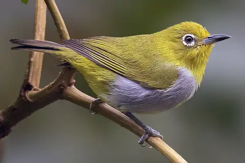 Everett's White-eye