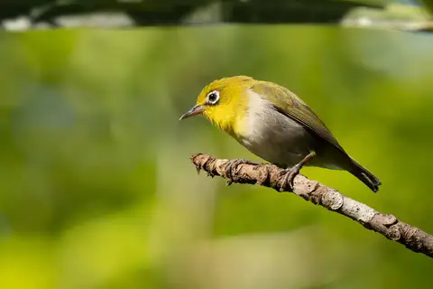 Fiji White-eye