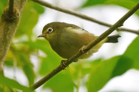 Sao Tome White-eye