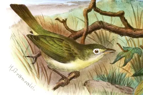 Principe White-eye