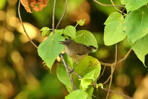 Dusky White-eye