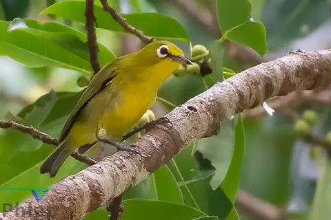 Vanuatu White-eye