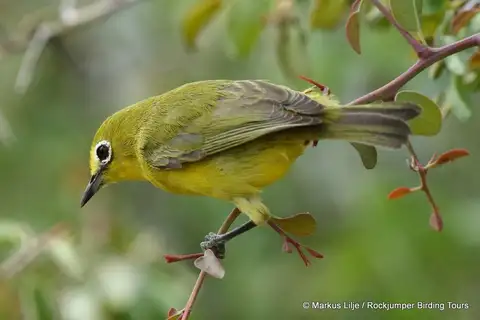 Pale White-eye